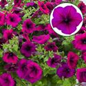 Afbeelding van Petunia P12 FF Burgundy